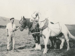 Alfred Charles Jack Whittear with plough horses