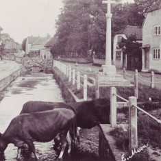 Cows drinking in High Street Cows drinking in High Street, 1922. The cows belonged to David Coles who had a farm yard and shop.