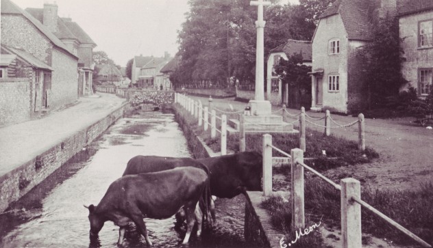 Cows drinking in High Street, 1922. The cows belonged to David Coles who had a farm yard and shop.