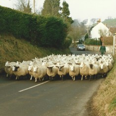 Sheep in High Street Sheep in High Street