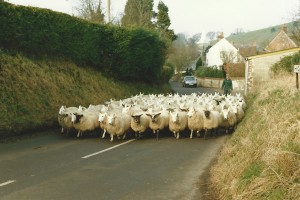 Sheep in High Street