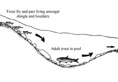 WIld Trout Association report