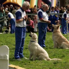 Dog handling 2006