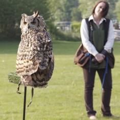 Owl at Country Fair 2011 Owl at Country Fair 2011