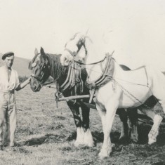 Alfred Charles Jack Whitear with plough horses Alfred Charles Jack Whitear with plough horses