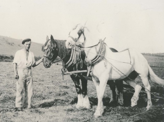 Alfred Charles Jack Whitear with plough horses
