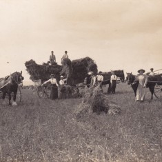 Edwardian harvesting web Gentry joining the harvesting - Edwardian scene.