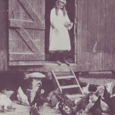 Feeding chickens Girl feeding chickens