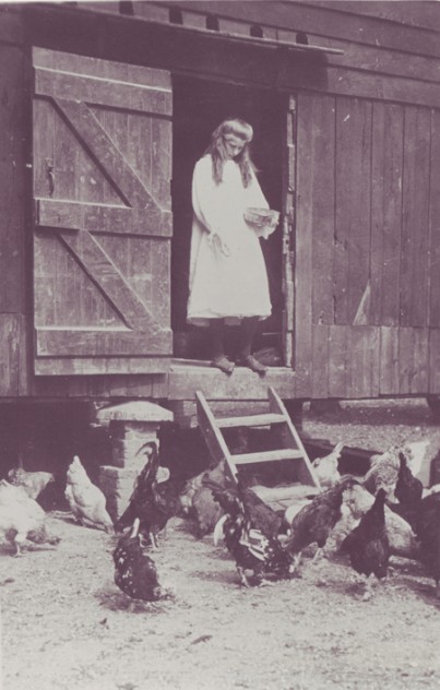 Girl feeding chickens