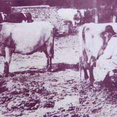 Milking cows Milking cows