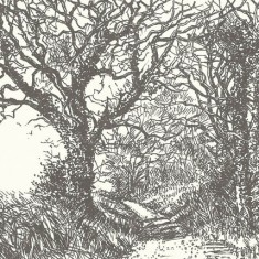 Drawing of trees bY Molly Dicker