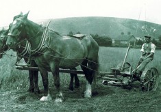 Old photos