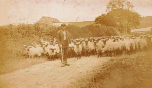 John Cook, shepherd to Henry Berry, probably c 1900, on road to South Farm.