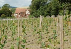 Court House Vineyard