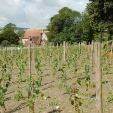 Early growth of vines 2007  | Michael Blakstad