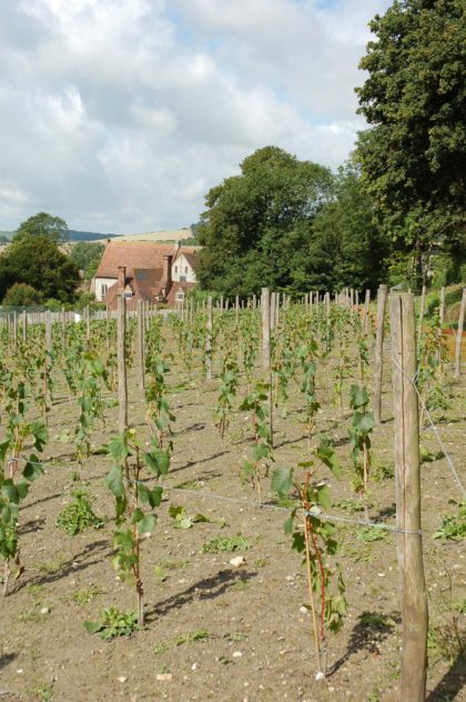 Early growth of vines 2007  | Michael Blakstad