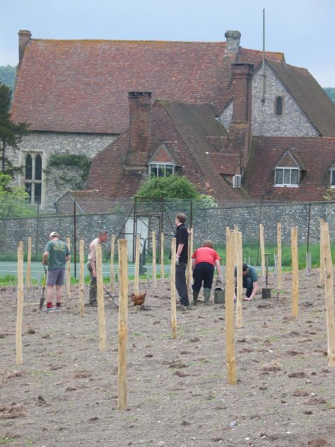 Planting the vines, May 2006
