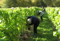 Court House Vineyard