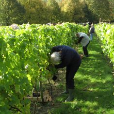 Grape-harvest-2011