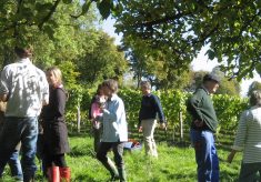 Court House Vineyard