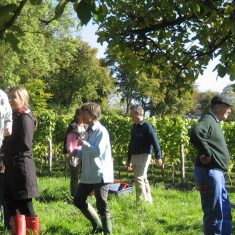 Court House Vineyard