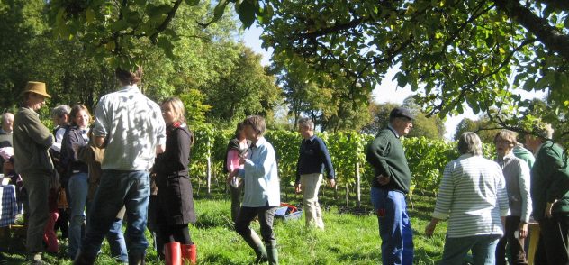 Court House Vineyard