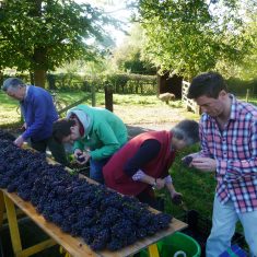 Court House Vineyard