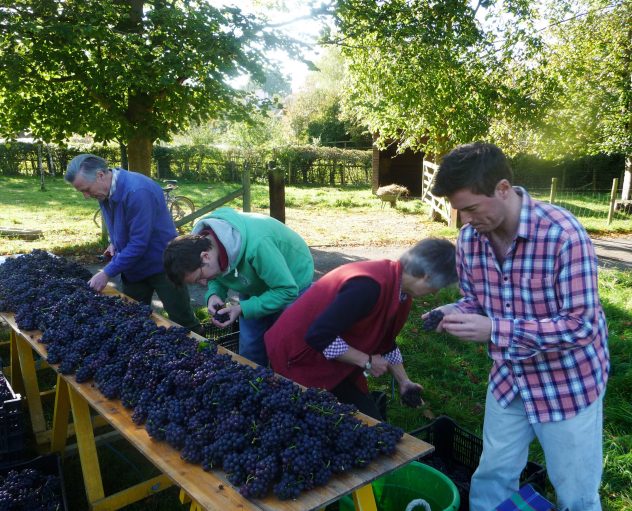 Court House Vineyard