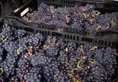 Court House Vineyard