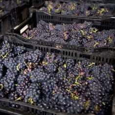 Court House Vineyard