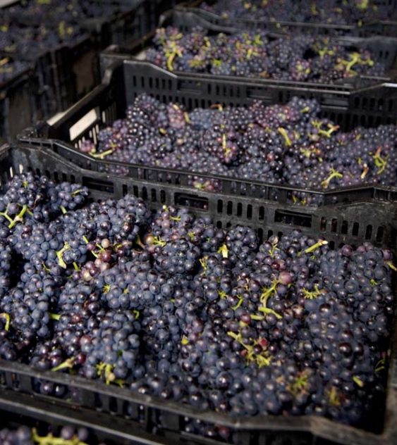 Court House Vineyard