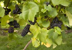 Court House Vineyard