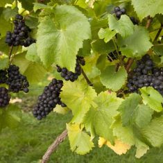 Court House Vineyard