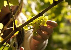 Court House Vineyard