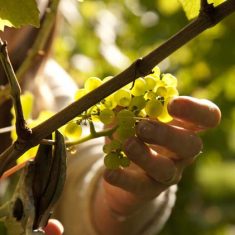 Court House Vineyard