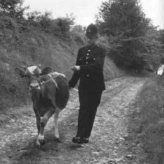 PC Thorne brings the calf home