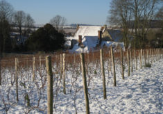 Court House Vineyard