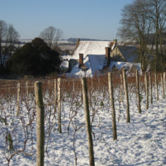 Vineyard with Court House behind, winter 2013