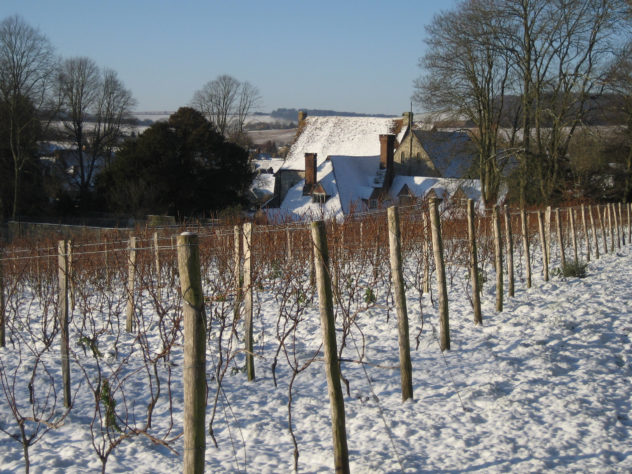 Vineyard with Court House behind, winter 2013