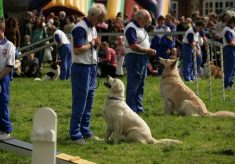 Country Fair 1993 - 2000