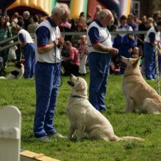 Dog_handling competitio 