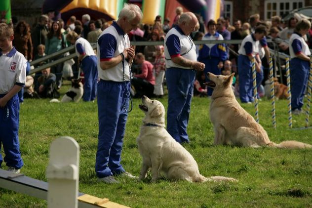 Dog_handling competitio 