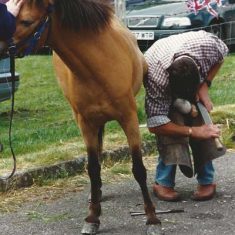 Horse being shod
