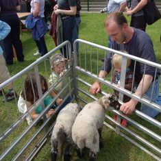 Lambs & kids