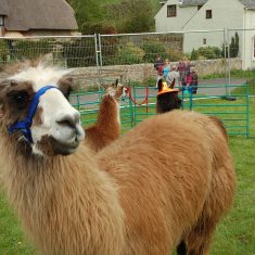 Alpaca from Church Farm