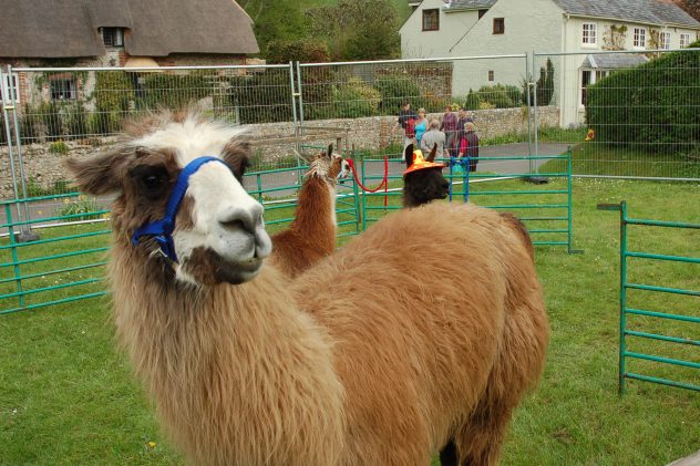 Alpaca from Church Farm