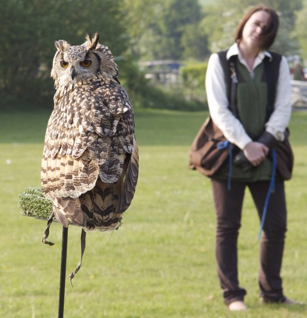 Owl at Country Fair 2012