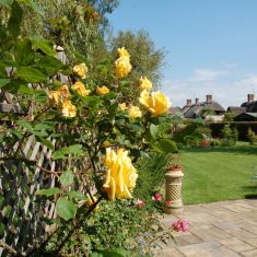 Hazel's roses