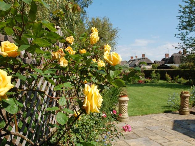 Hazel's roses
