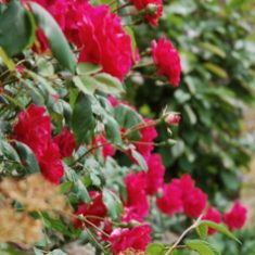 Roses at Bottle Cottage